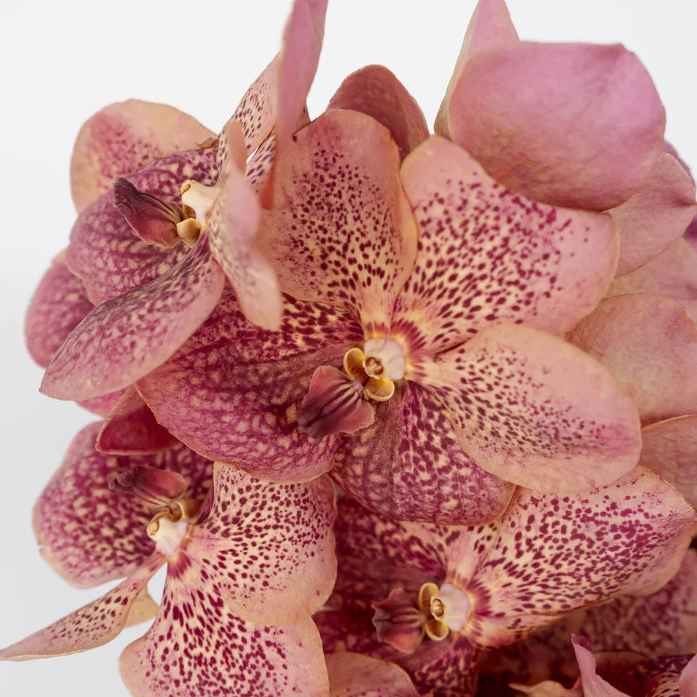 Coral Orchids Vanda - alternative 2