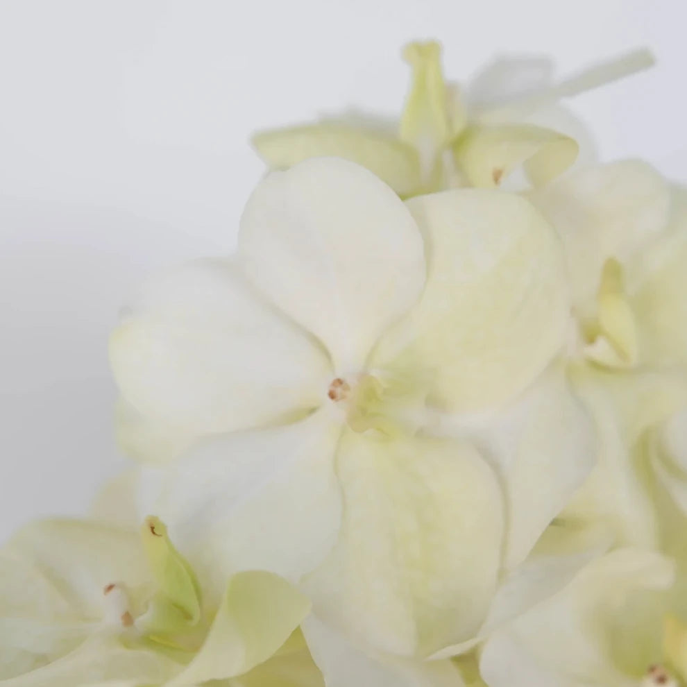 White Orchids Vanda - alternative 2