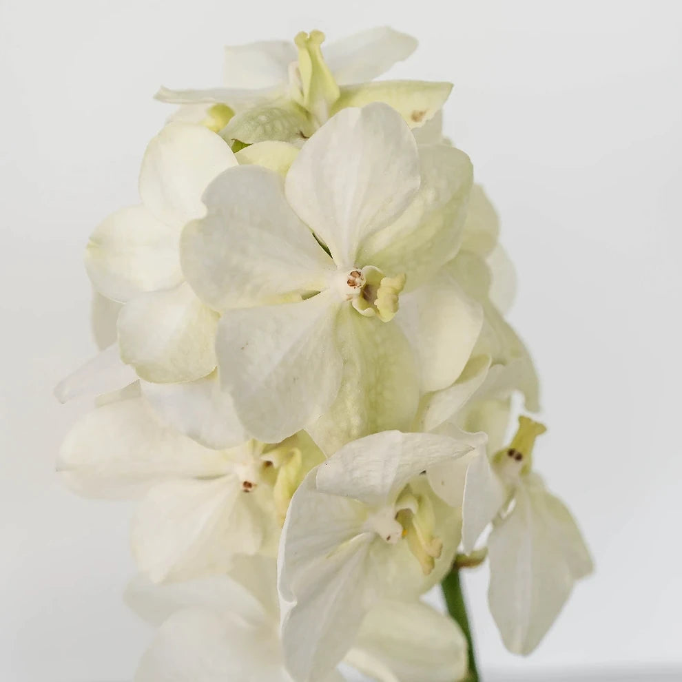 White Orchids Vanda - main