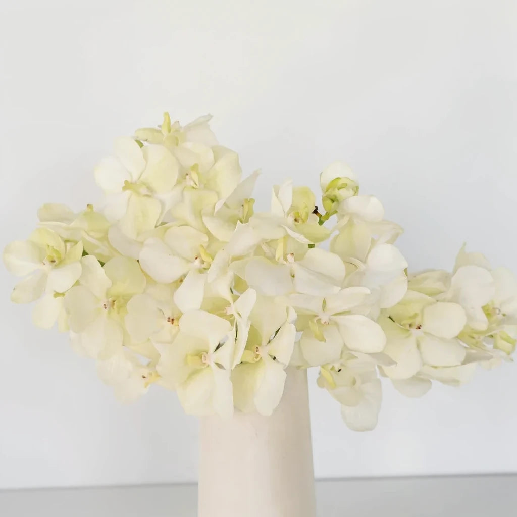 White Orchids Vanda - alternative 1