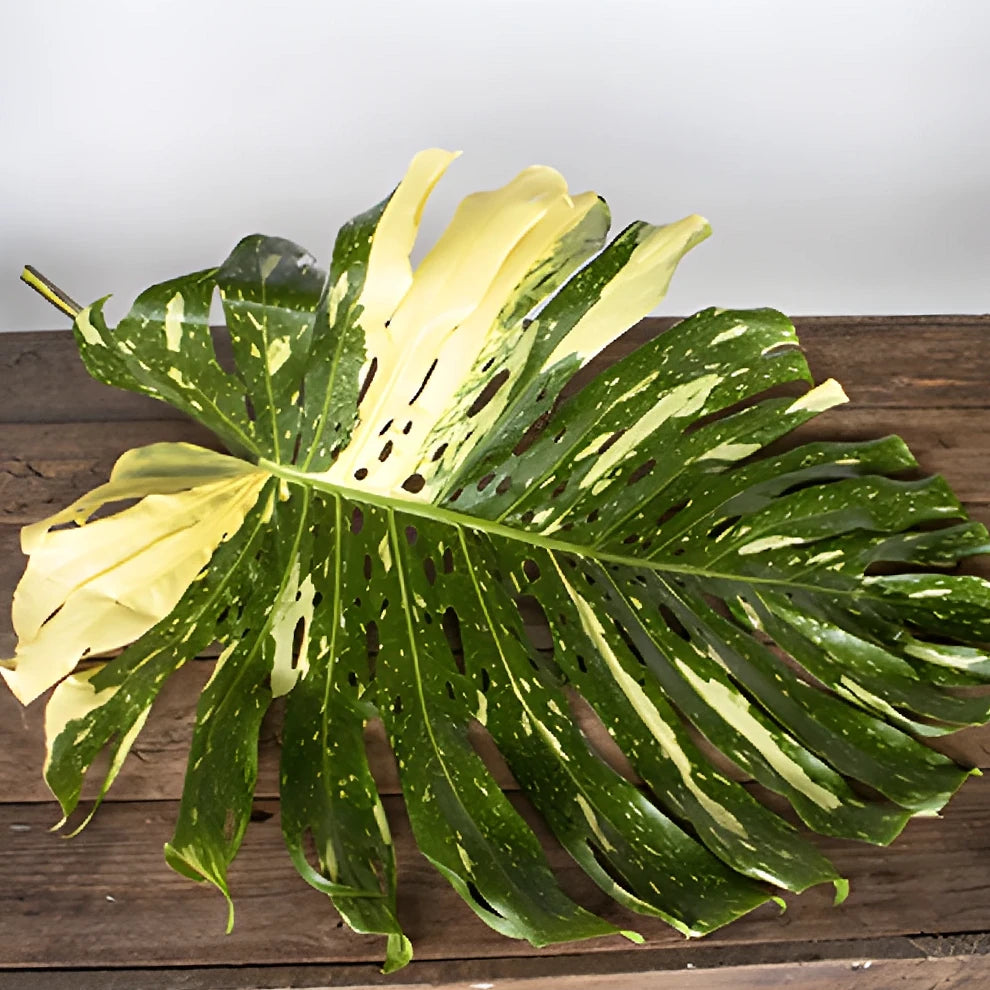 Alocacia Medium Greenery - alternative 2
