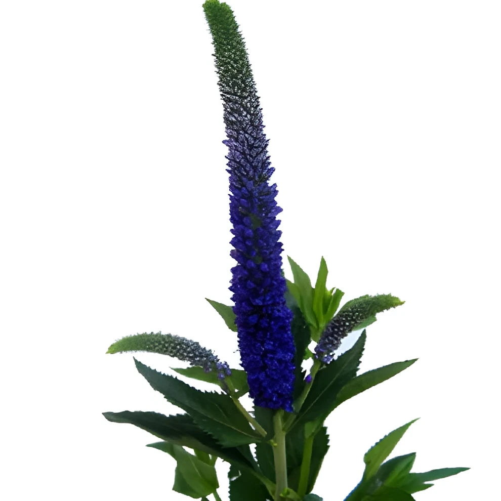 Purple Veronica - main