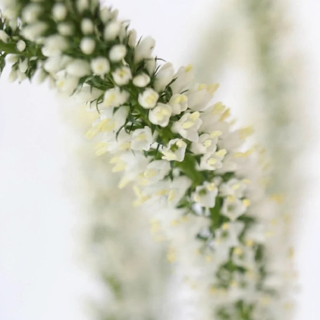 White Veronica - main