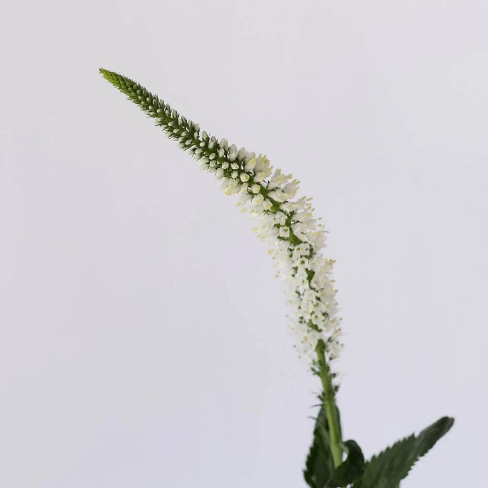 White Veronica - alternative 1