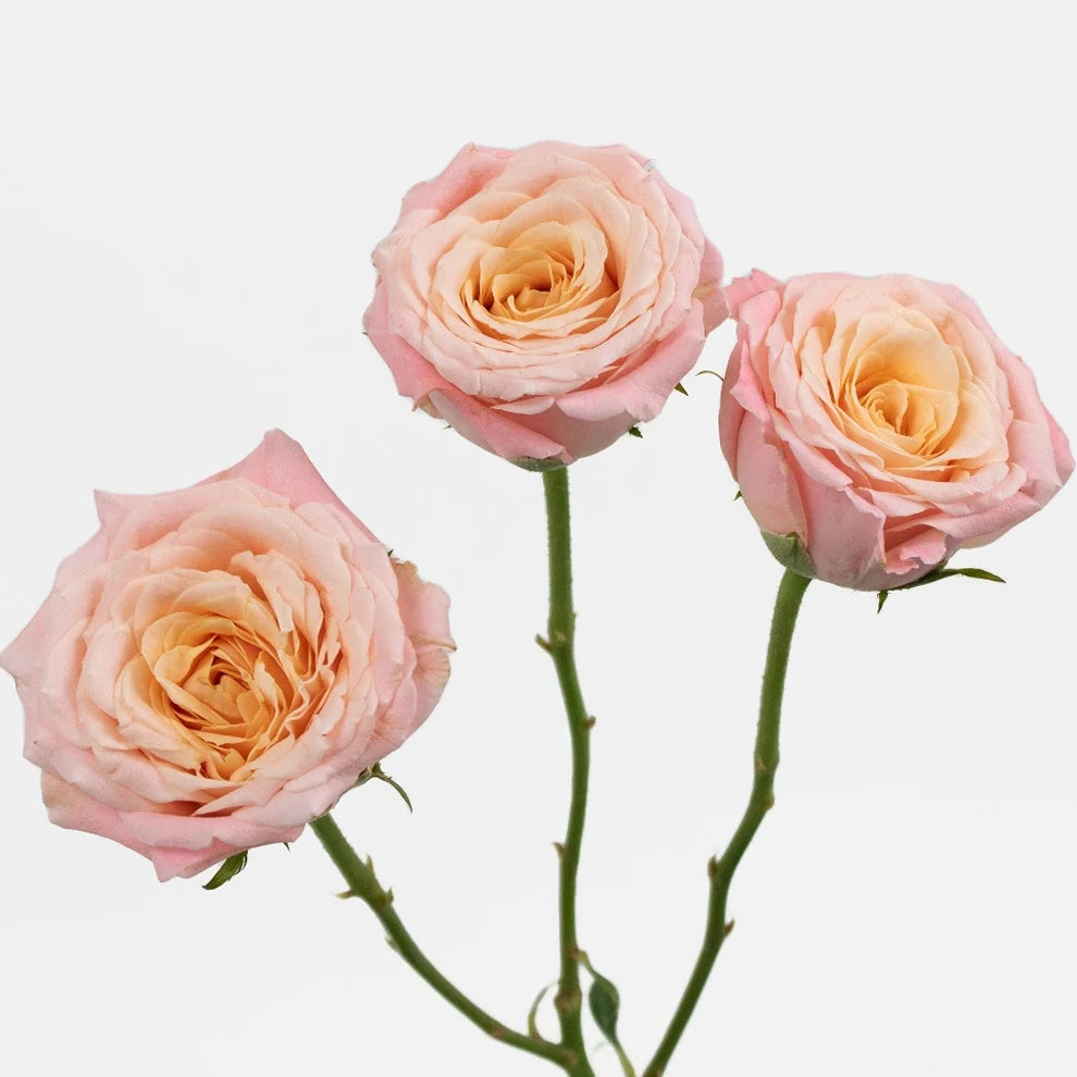 Roses Garden Spray - alternative 1