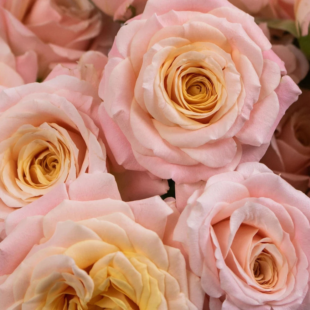 Julieta Roses Garden Spray - alternative 1
