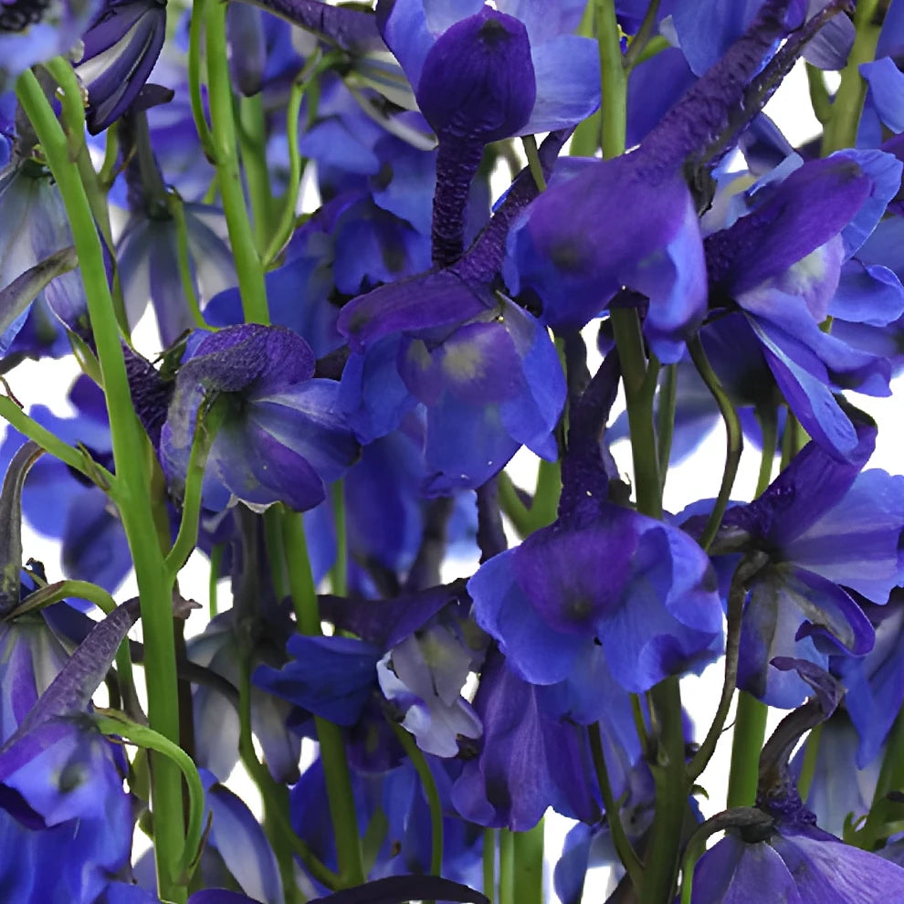 Volkenfrieden Delphinium - main