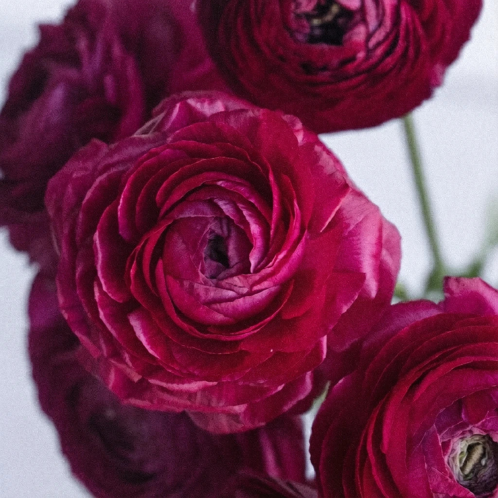 Pink Hot Ranunculus - main