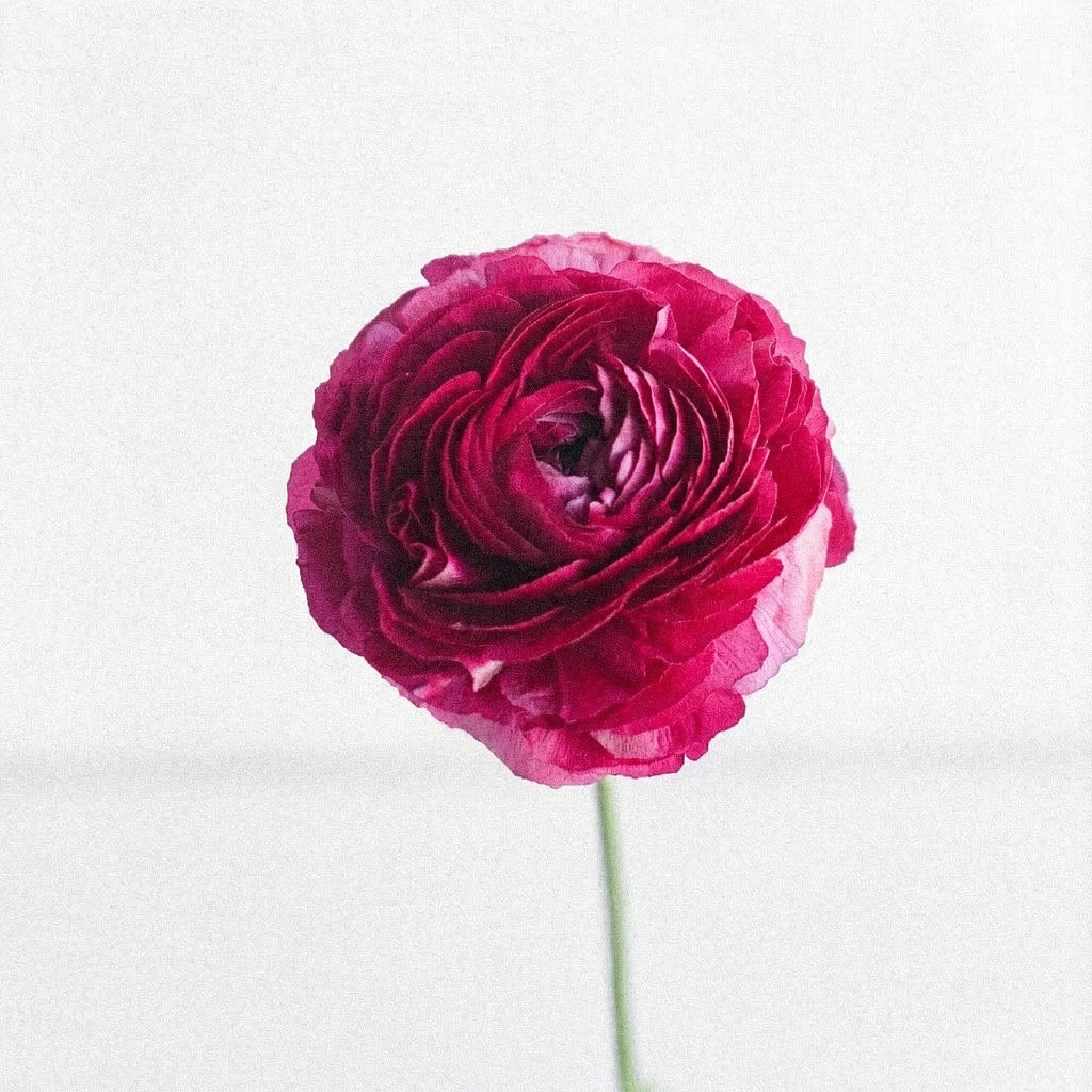 Pink Hot Ranunculus - alternative 2