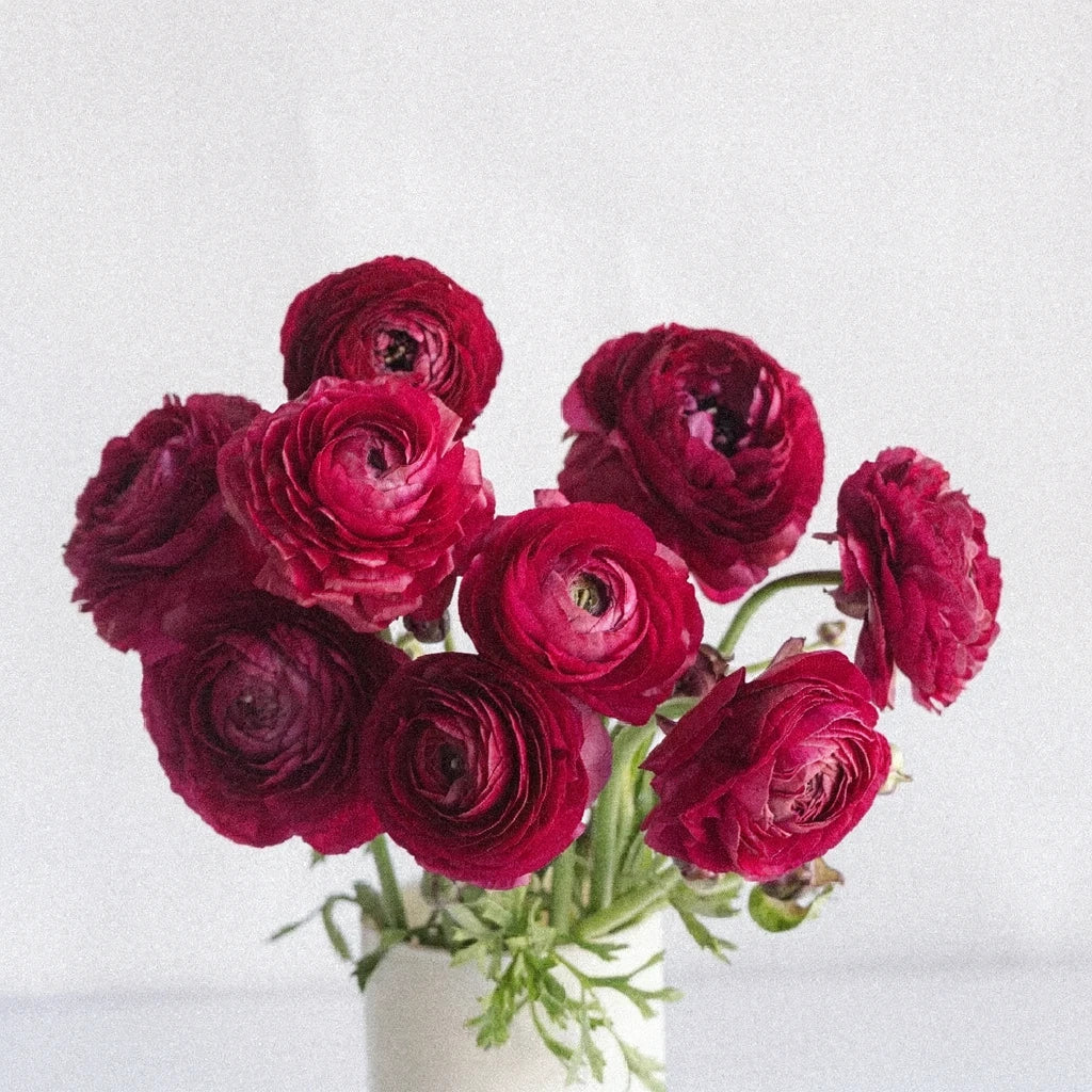 Pink Hot Ranunculus - alternative 1