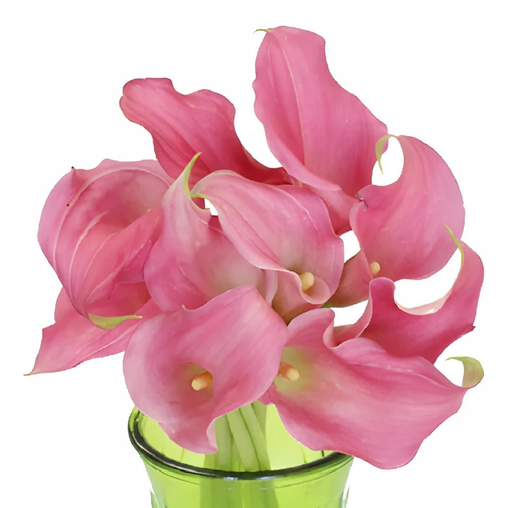 Garnet Glow Calla Lily Mini - alternative 1