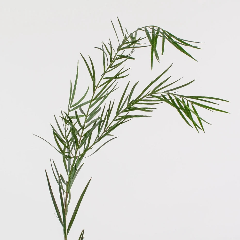 Podocarpus Greenery - alternative 2