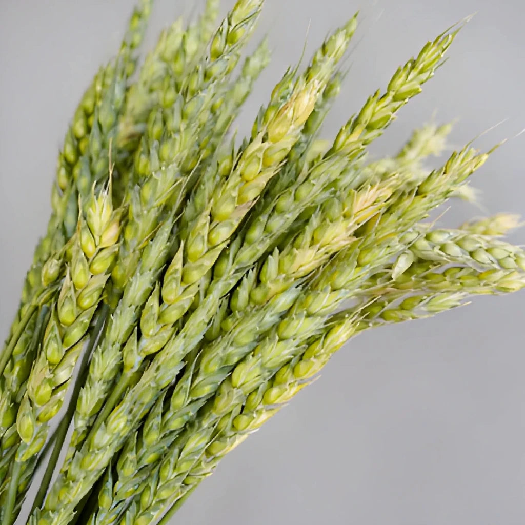 Wheat Greenery - alternative 1