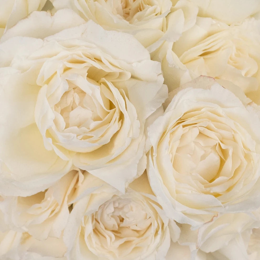 White Princess Miyuki Roses Garden - alternative 1