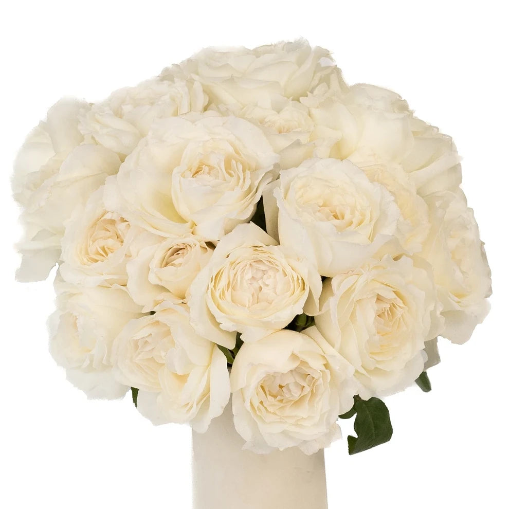 White Princess Miyuki Roses Garden - alternative 2