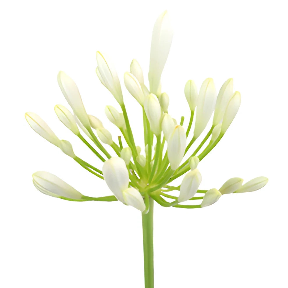 White Agapanthus - alternative 2