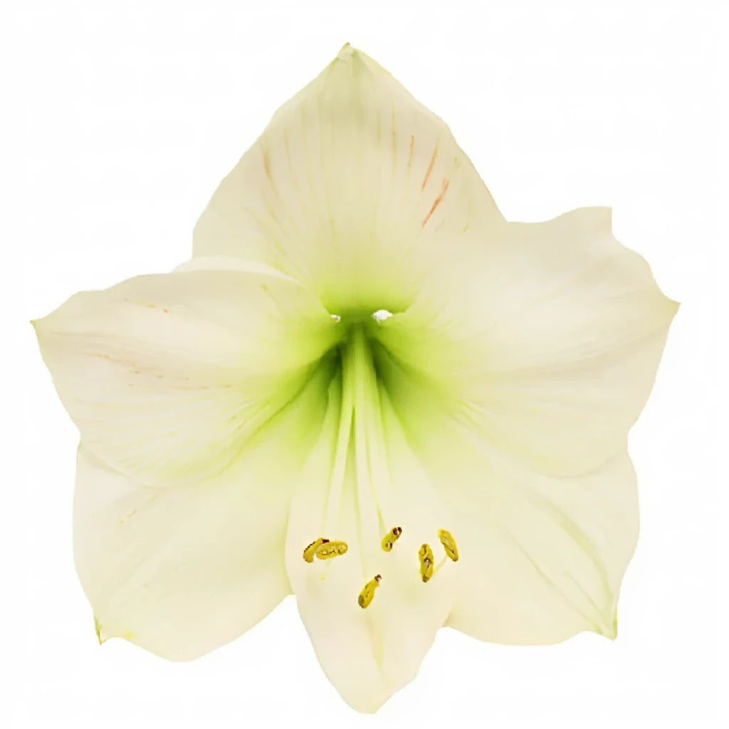 White Amaryllis - main
