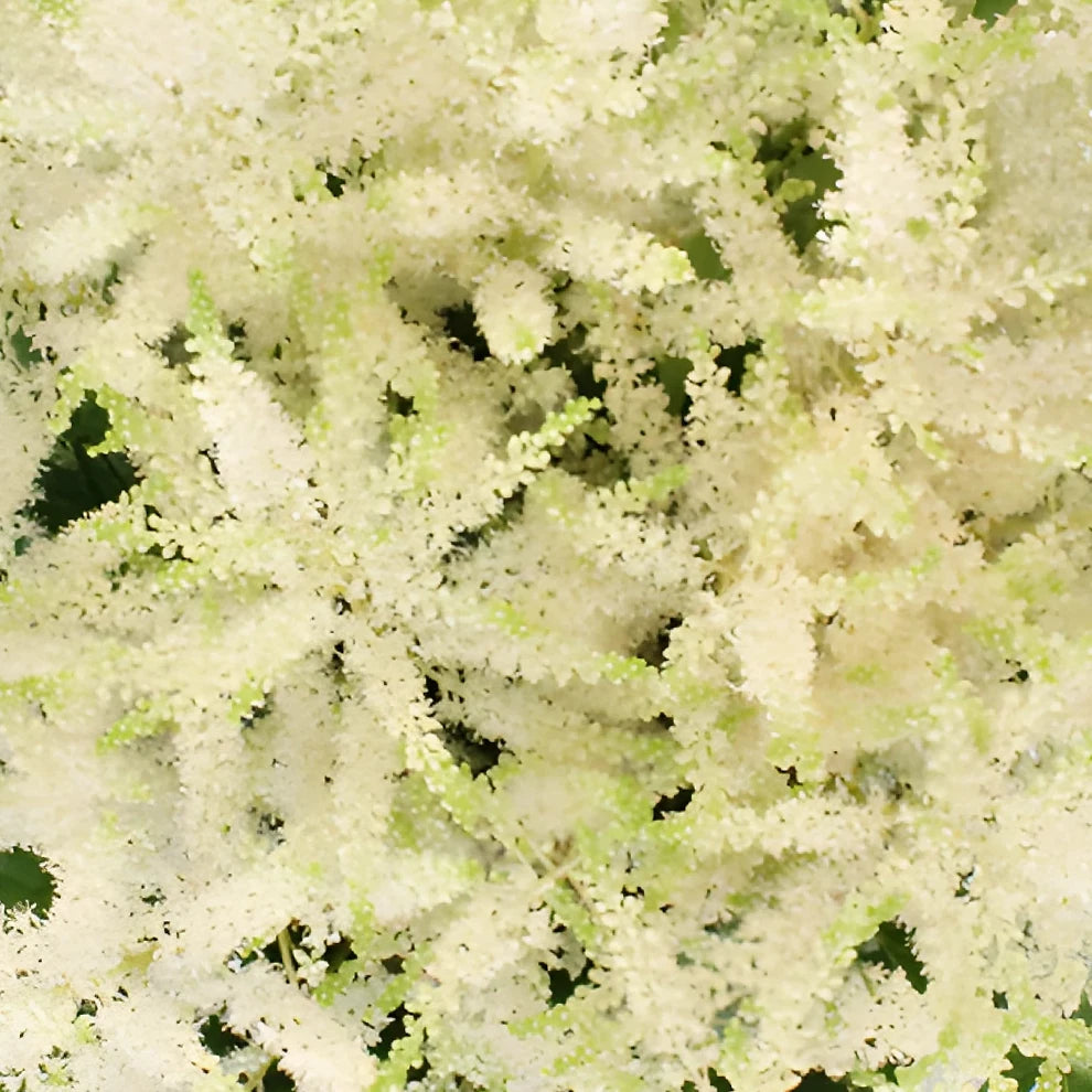 White Astilbe - main