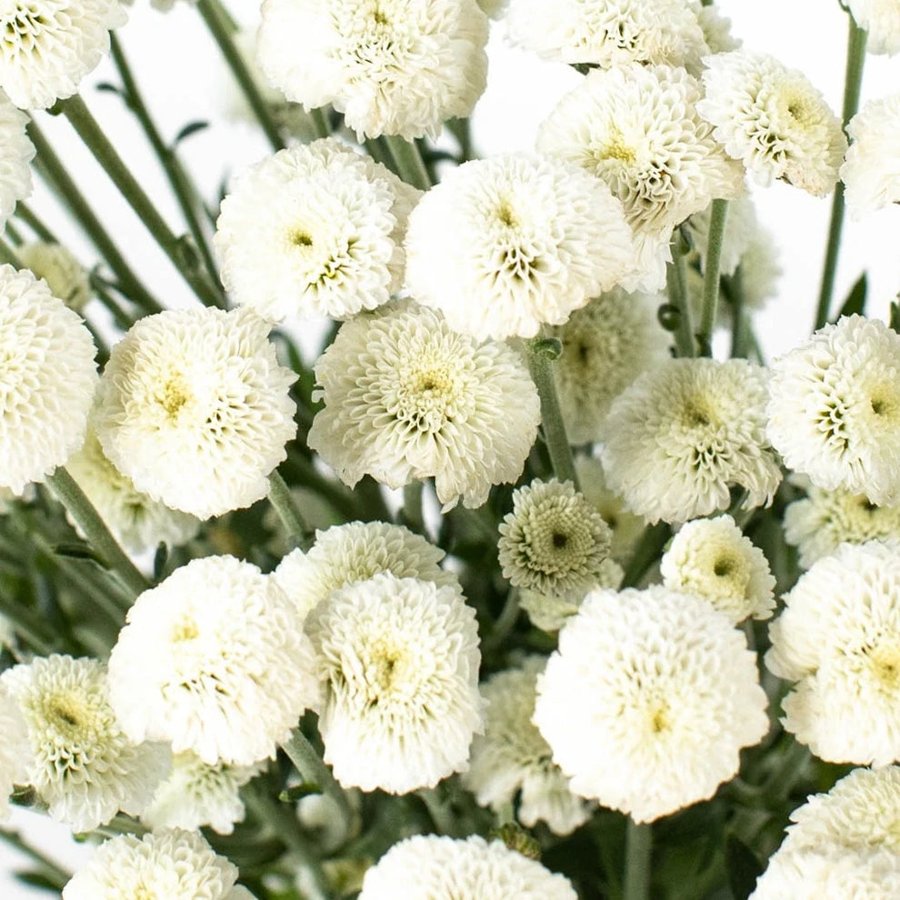 Button Feverfew - White - alternative 1