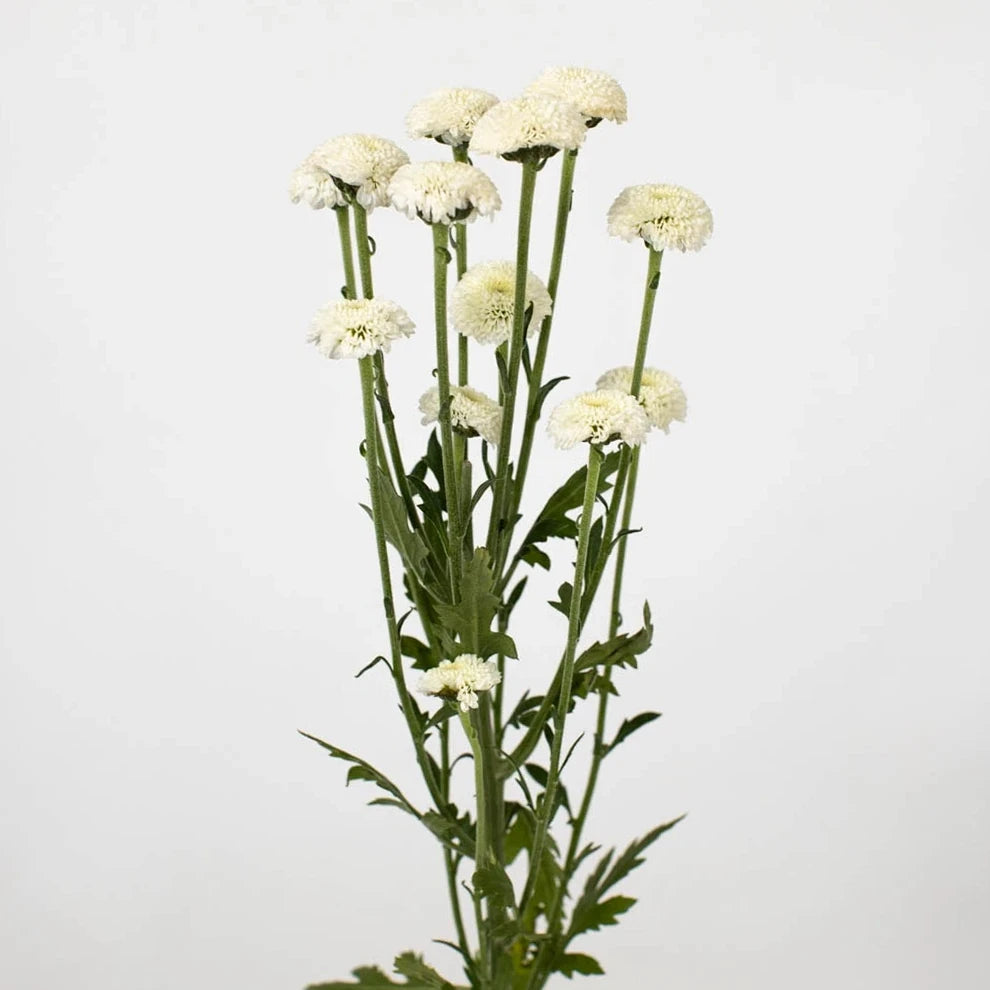 Button Feverfew - White - main