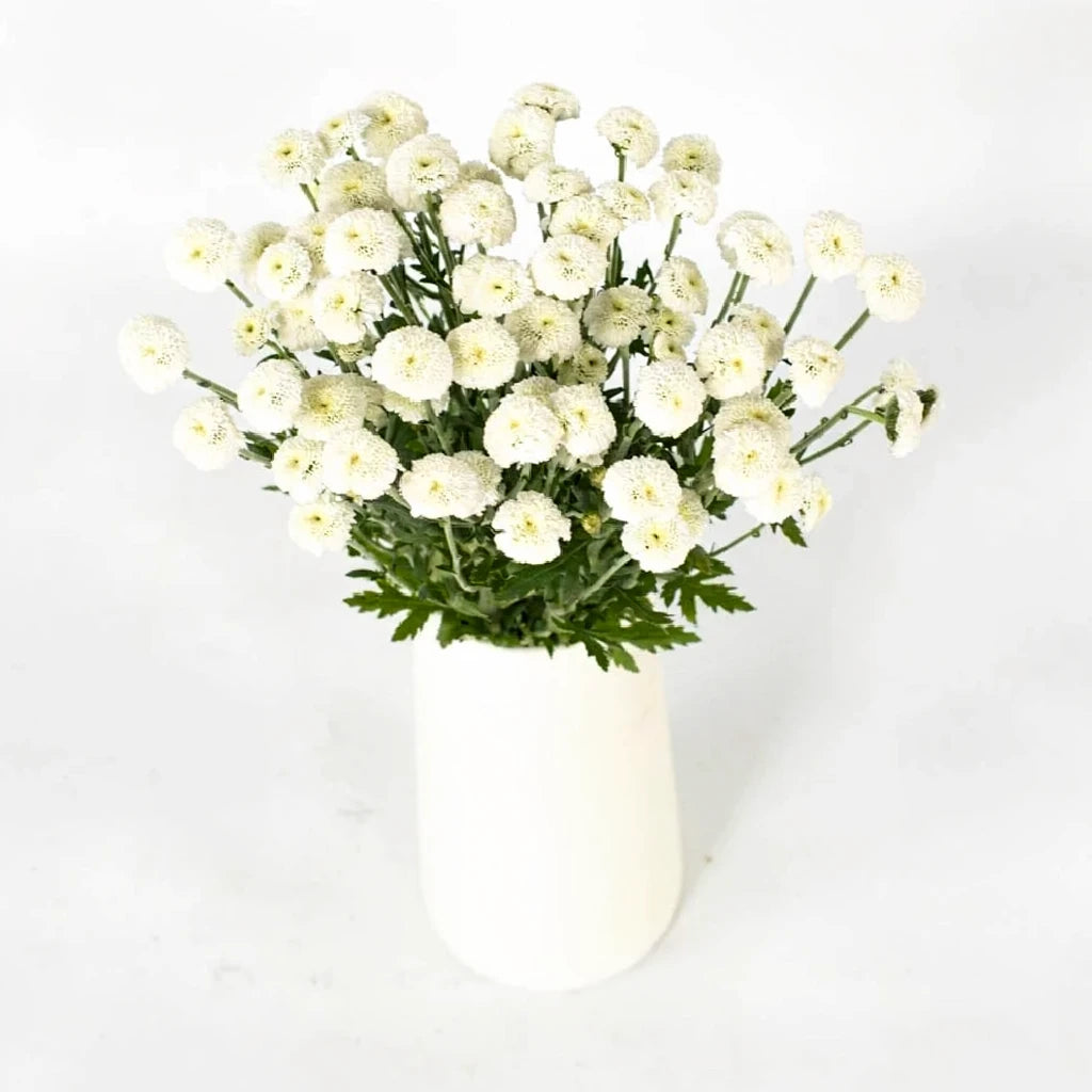 Button Feverfew - White - alternative 2