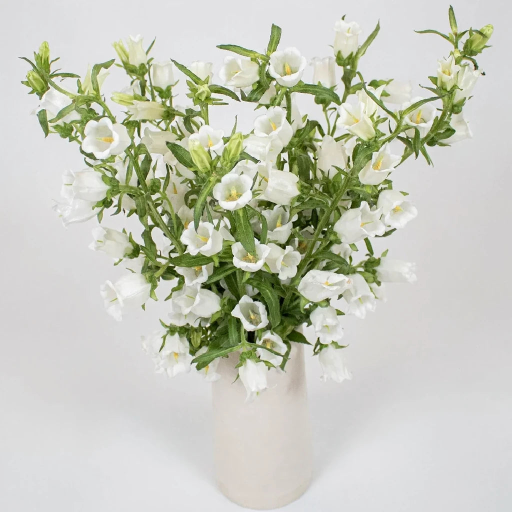 White Campanulas - alternative 1