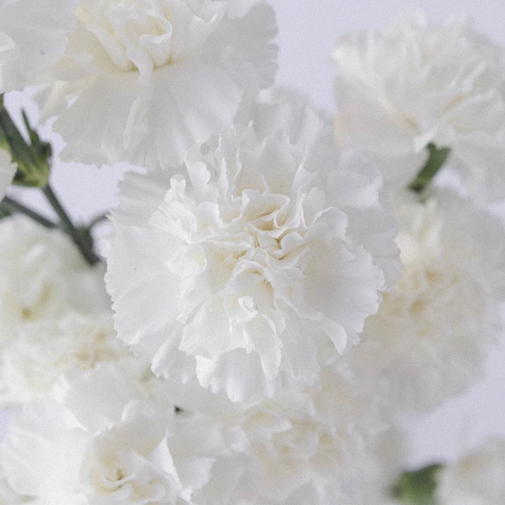 White Carnations - main