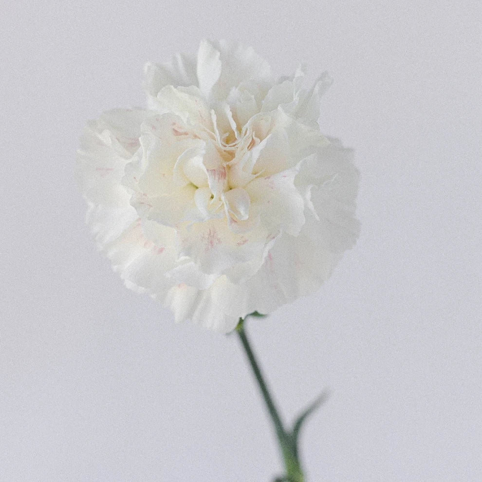 White Carnations - alternative 1