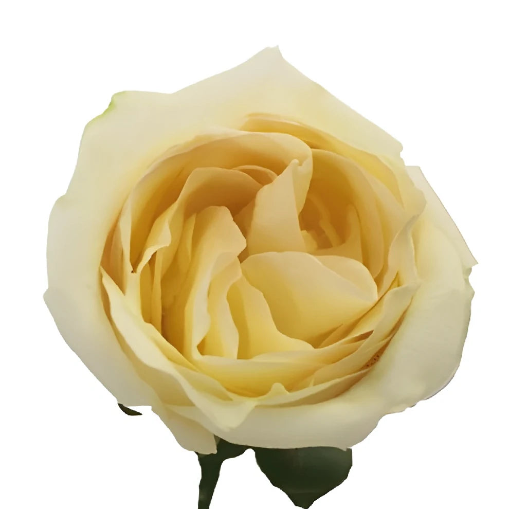 White Chocolate Roses Standard - alternative 2