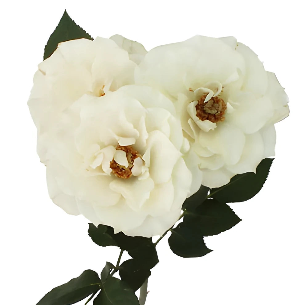 White Cloud Roses Garden - alternative 2
