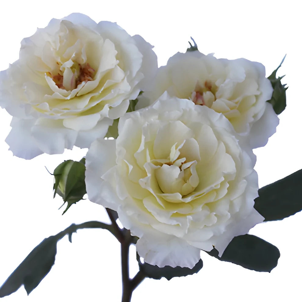 White Cloud Roses Garden - alternative 3