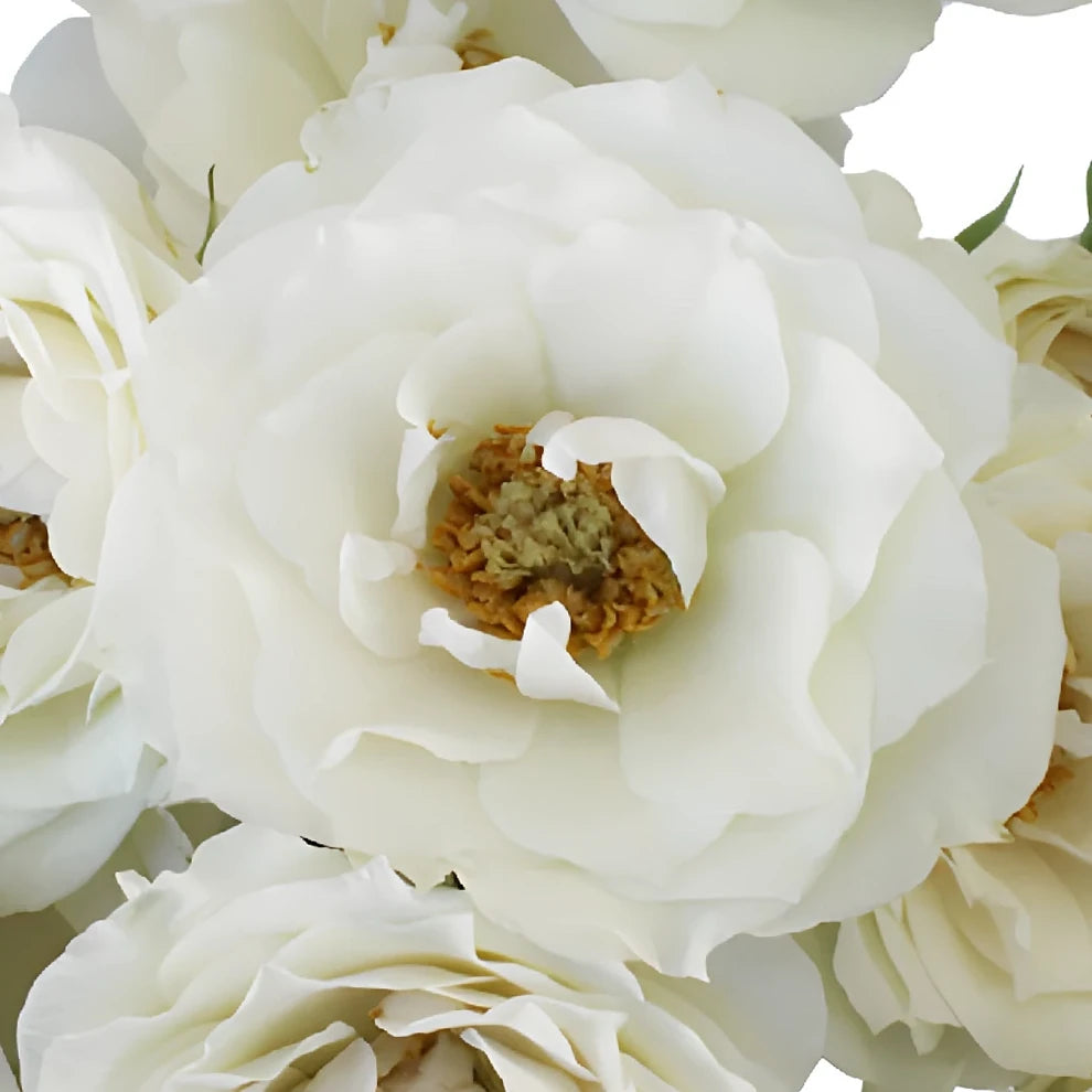 White Cloud Roses Garden - alternative 1