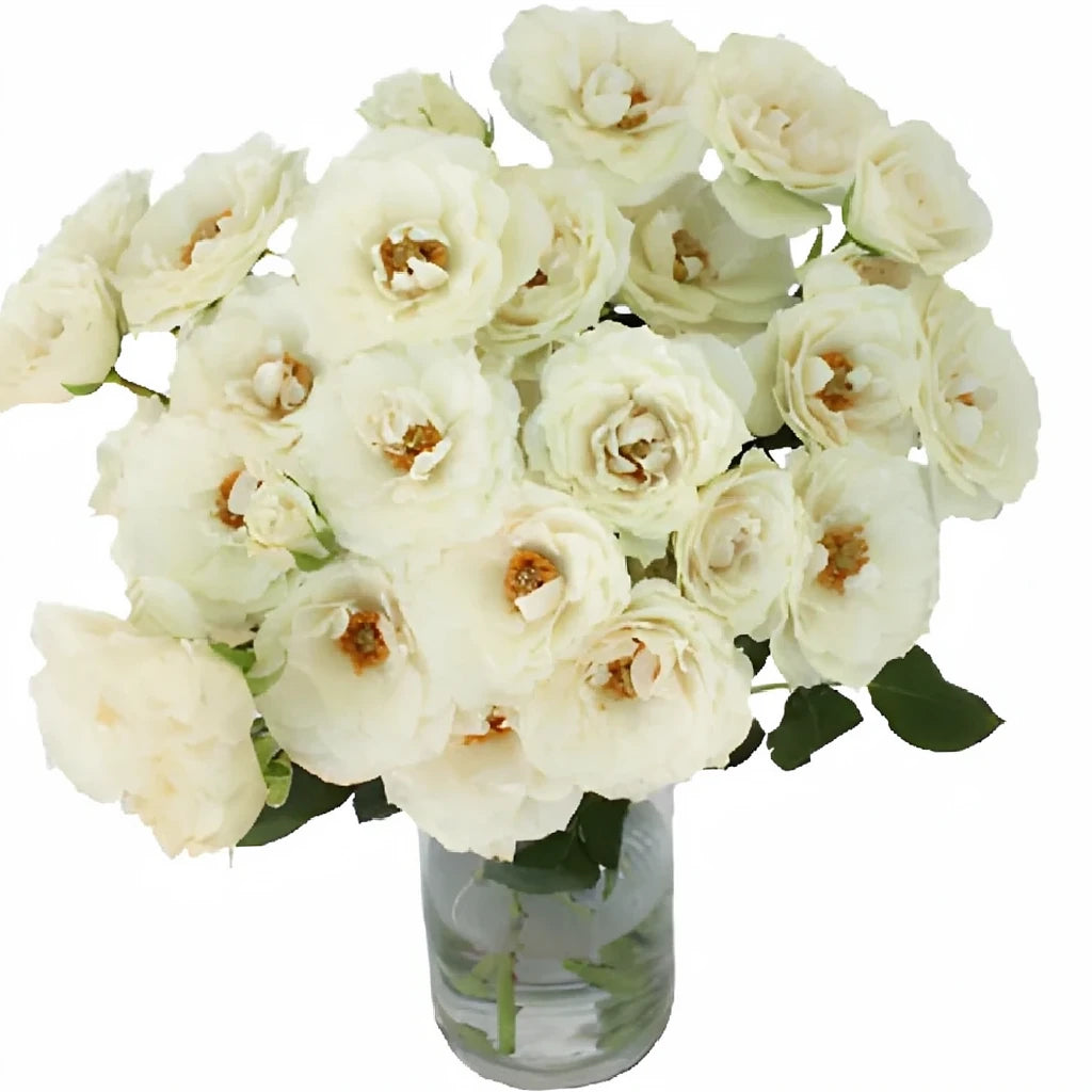 White Cloud Roses Garden - main