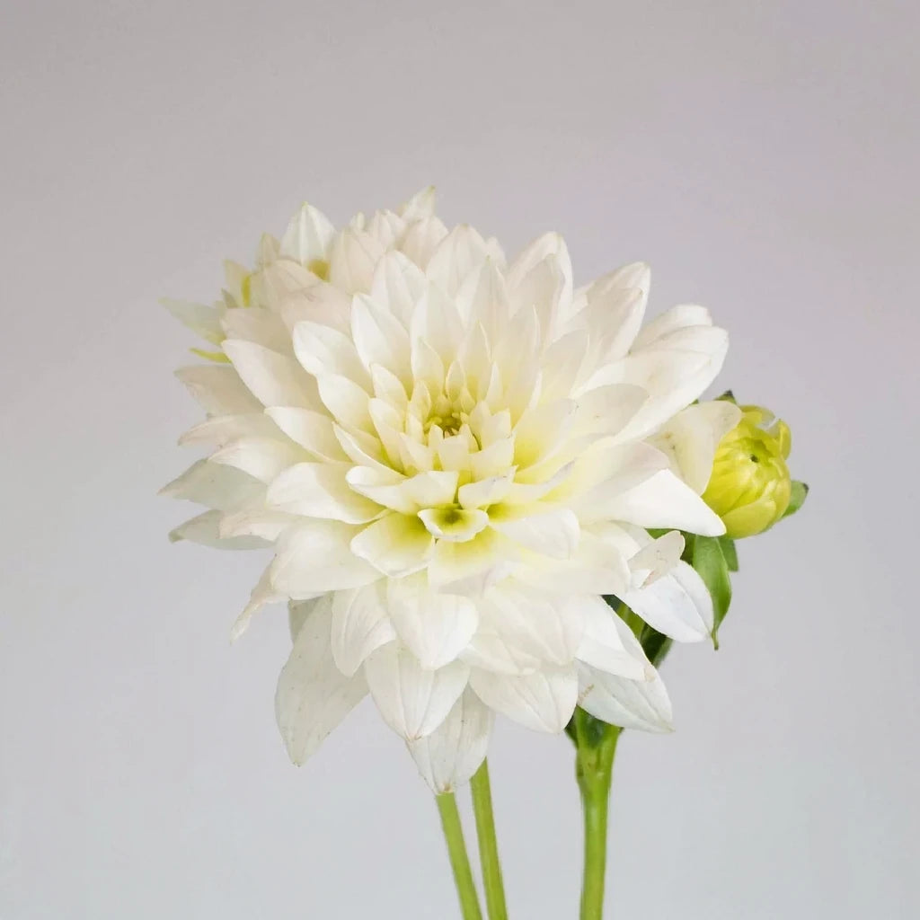 Ivory Dahlias - main