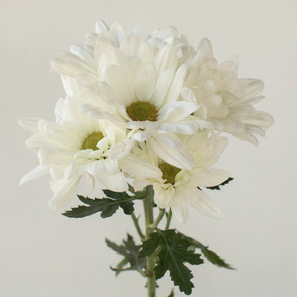 Atlantis White Pom Daisy - alternative 1