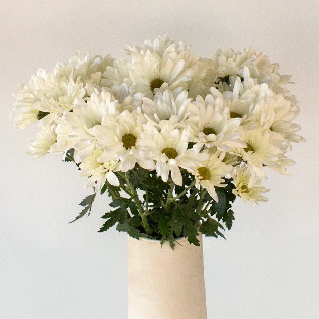 Atlantis White Pom Daisy - main