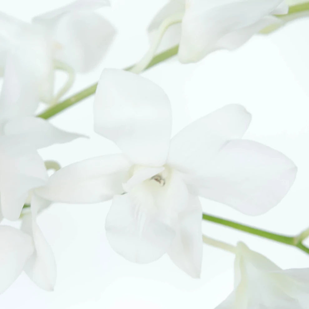 White Orchids Dendrobium - main