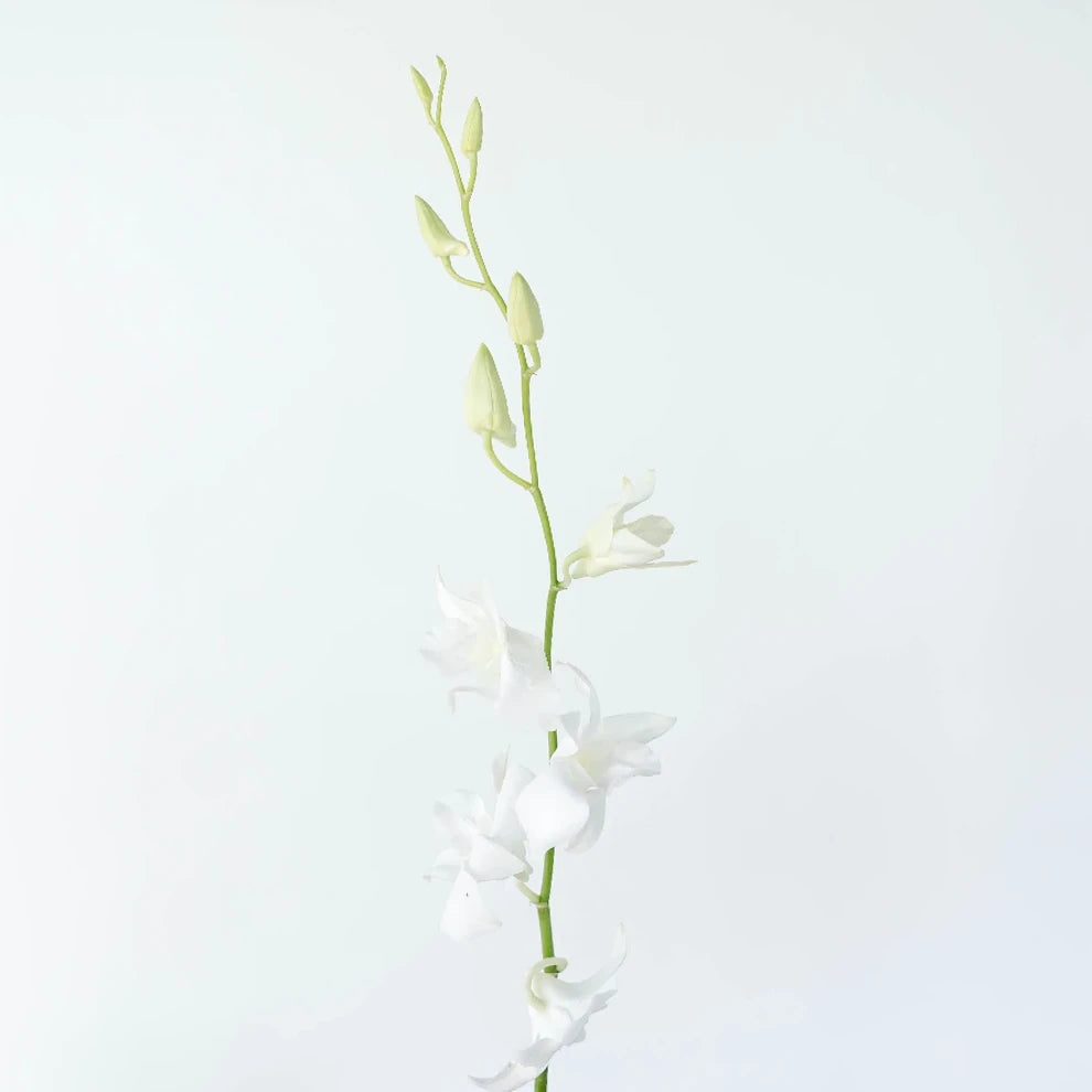 White Orchids Dendrobium - alternative 2