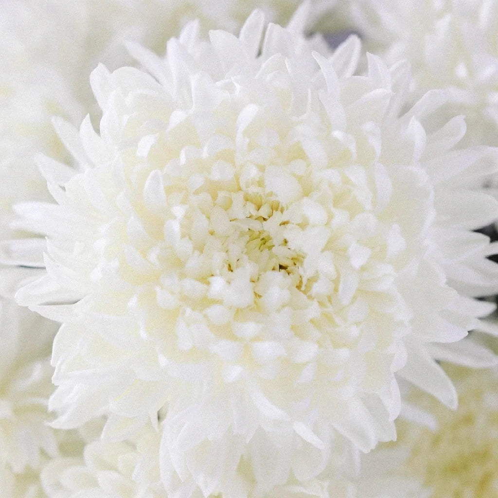 White Football Mums - alternative 1