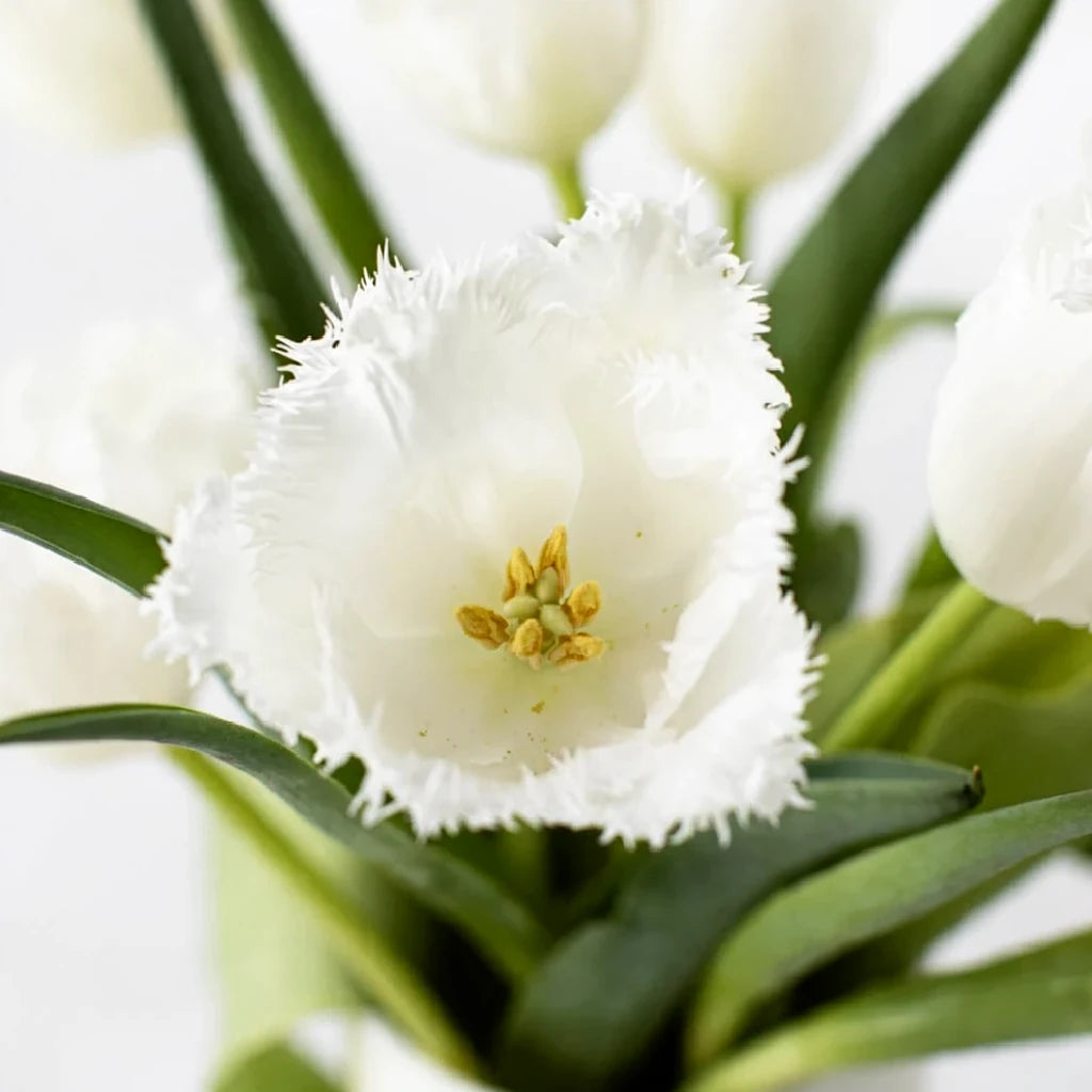 White Tulips Fringed - alternative 1