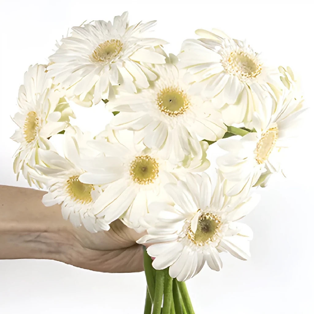 White Gerberas Mini - alternative 1