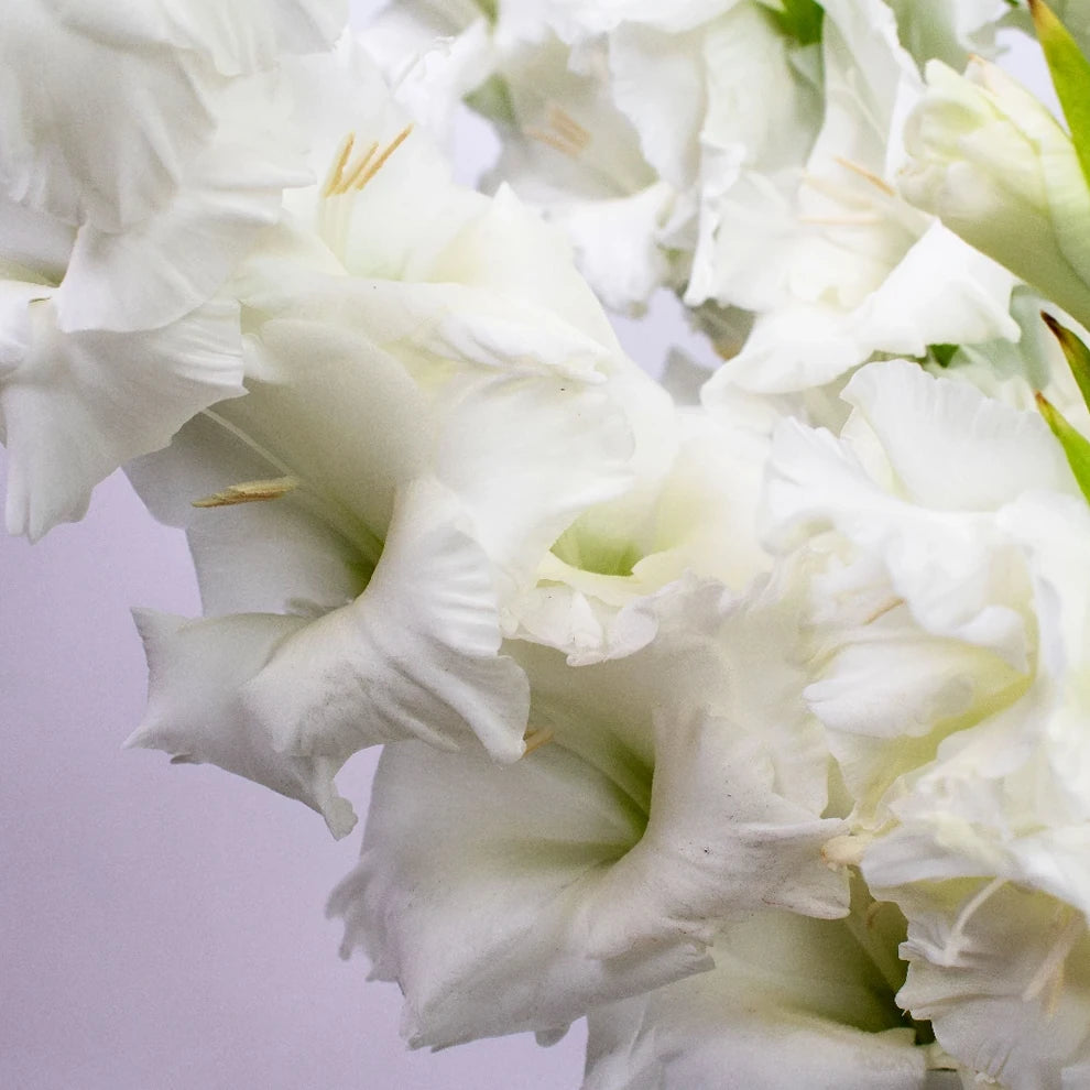 White Gladiolus - main