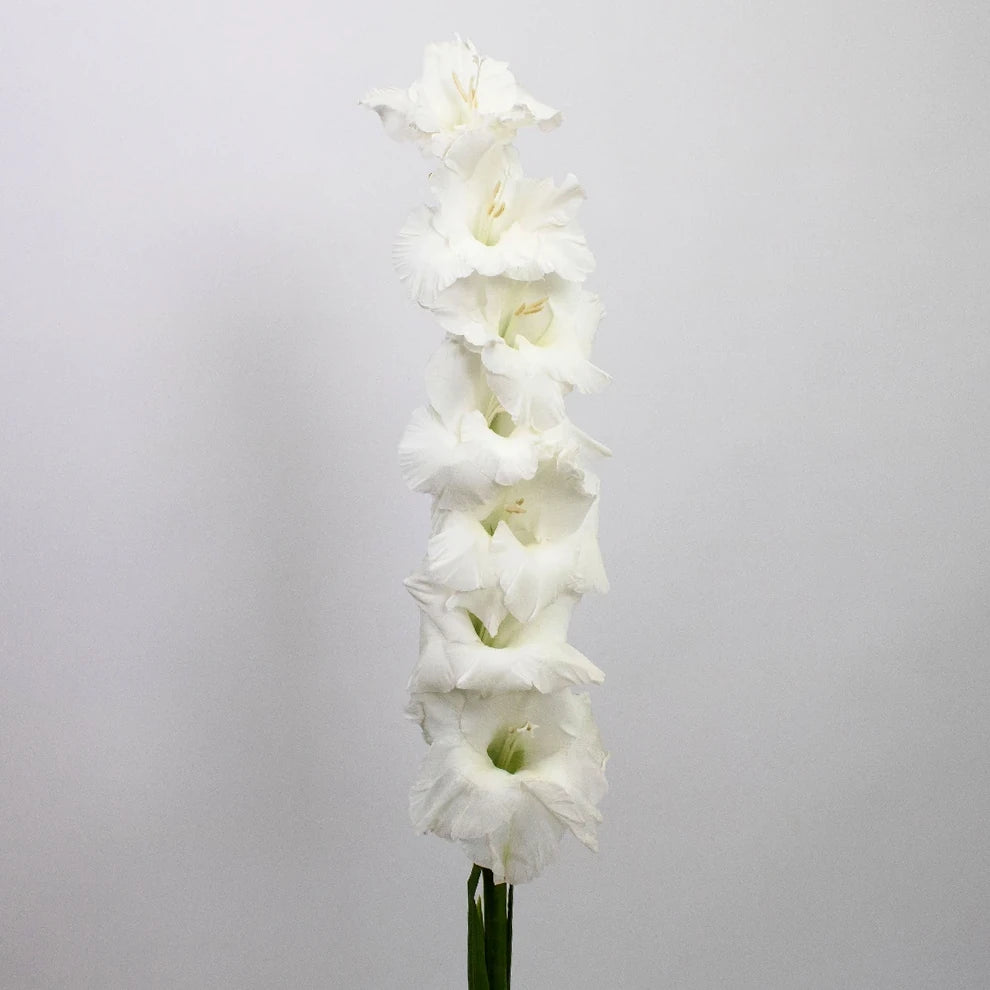 White Gladiolus - alternative 2