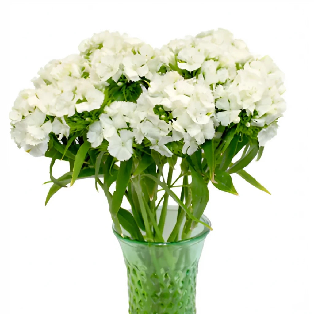 Sweet W. White Dianthus - alternative 2