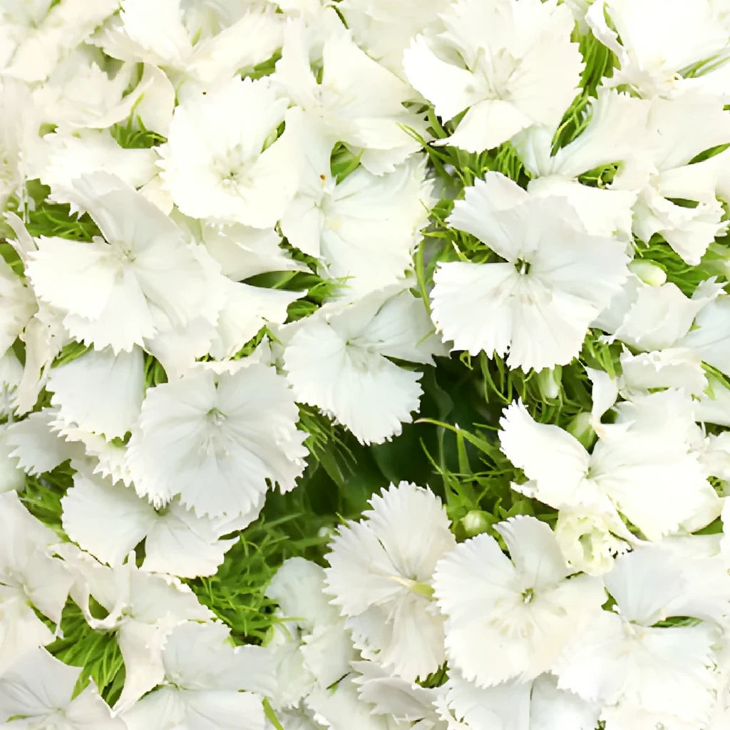 Sweet W. White Dianthus - alternative 3