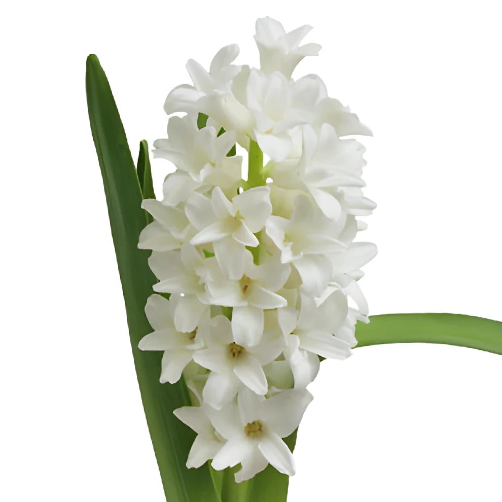 White Hyacinth - alternative 1