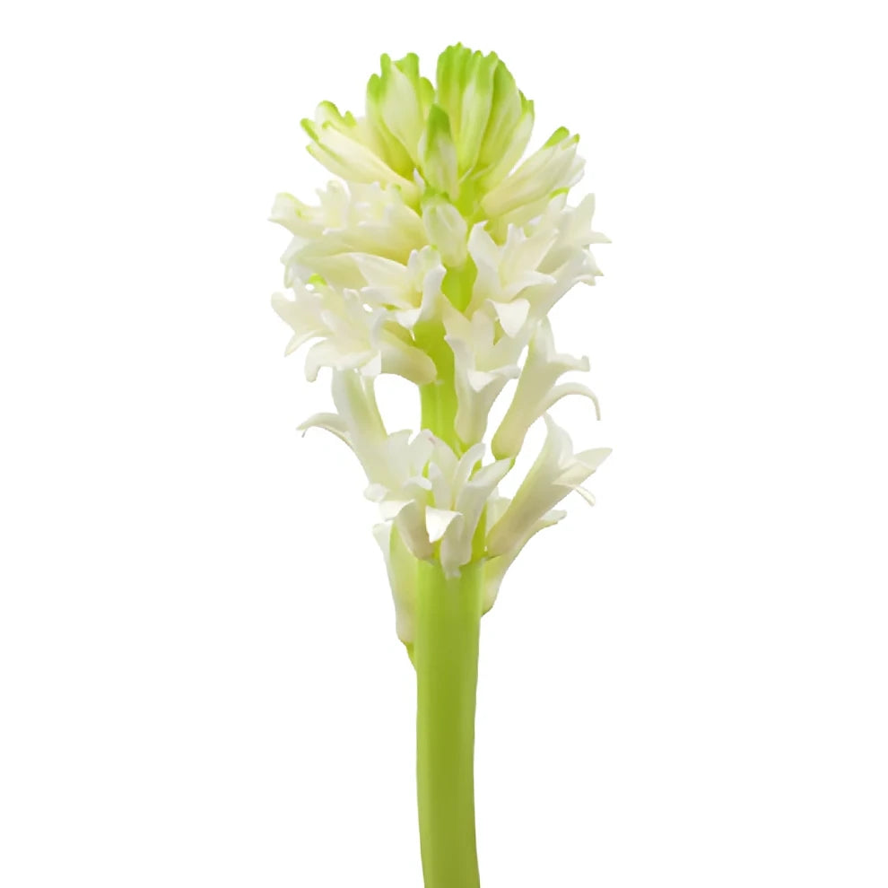 White Hyacinth - main