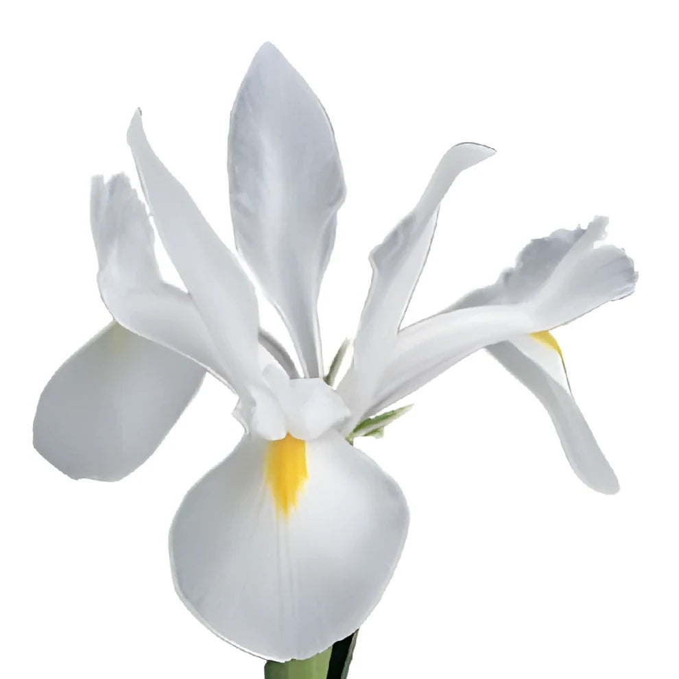 White Iris - main