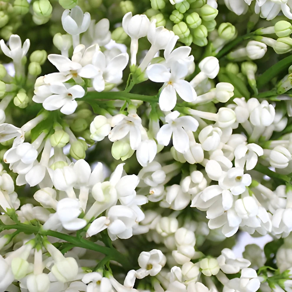 White Lilac - alternative 3