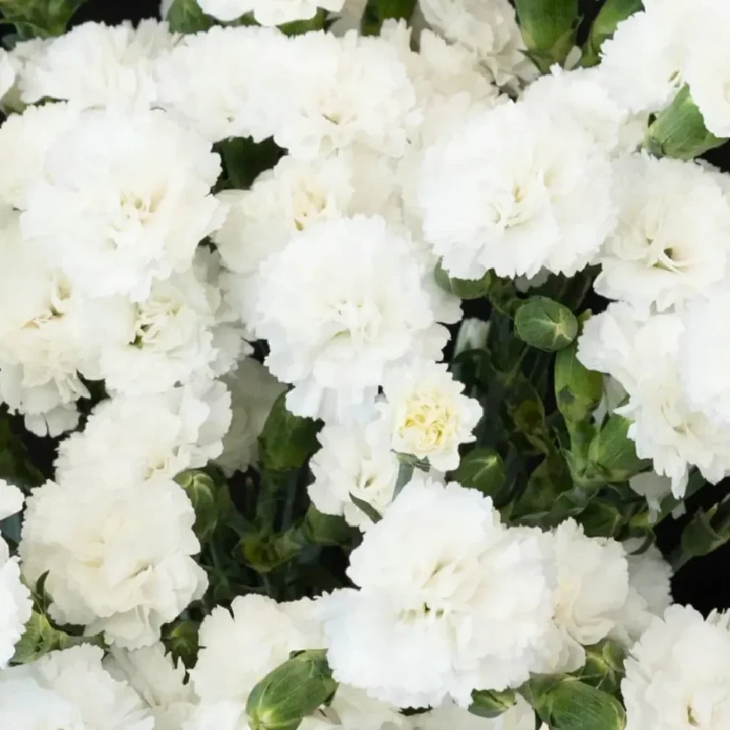 Gypsy Dianthus - White - alternative 1